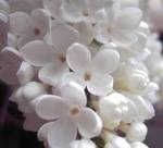 Lilacswhite