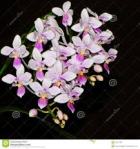 Phalaenopsis genus of Orchid